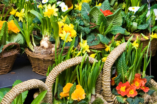 Курс организации и ведения цветочно-флористического бизнеса